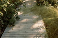 The Oasis Plan Image 3
